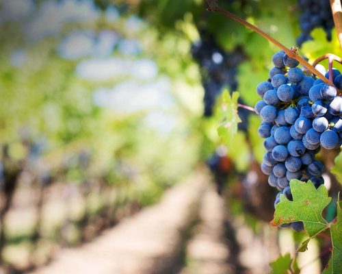xkalamos-winery.jpg.pagespeed.ic.l4cd788k8Q