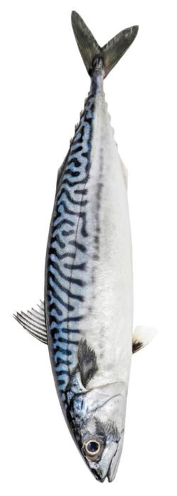 Atlantic,Mackerel,Fish,Isolated,On,White,Background Atlantic,Mackerel,Fish,Isolated,On,White,Background