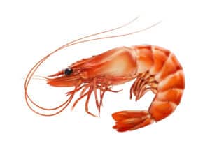 Cucina di Mare